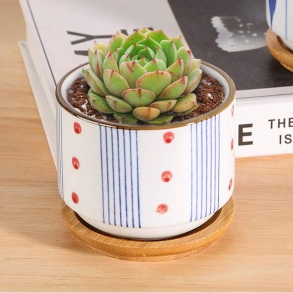 Glazed Ceramic Succulent Planter Pot - Picture 7 of 10
